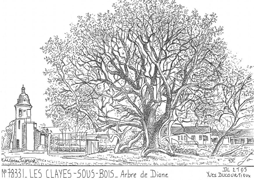 N 78331 - LES CLAYES SOUS BOIS - arbre de diane