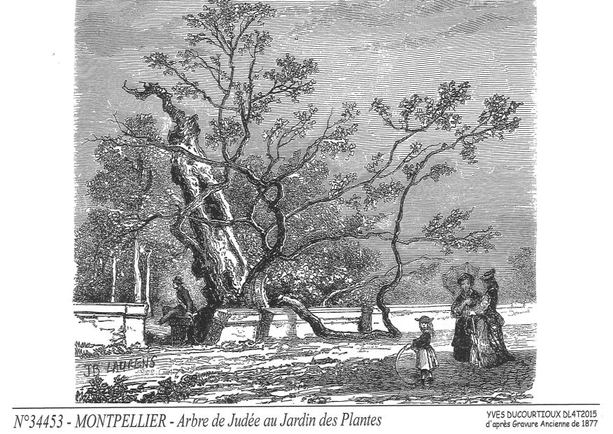 N 34453 - MONTPELLIER - arbre de jude au jardin des p