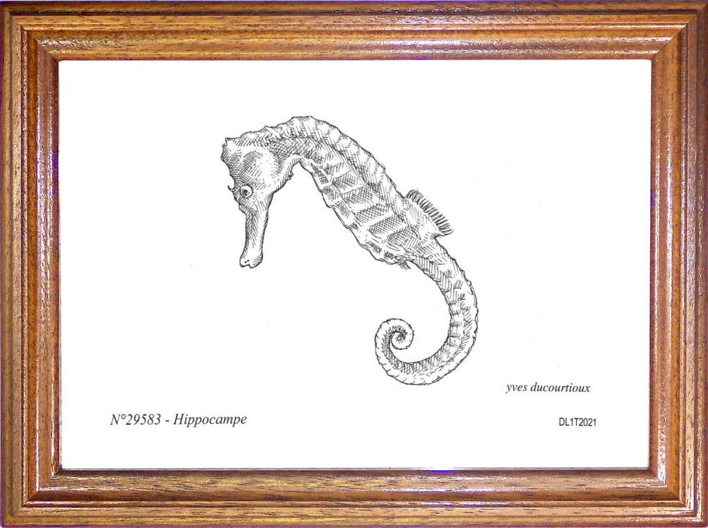 N 29583 - PLOUESCAT - hippocampe